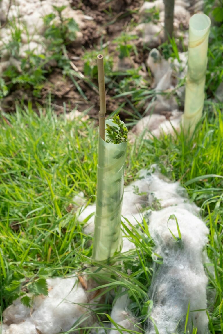 Create Self-Sustaining Dental Ecosystem